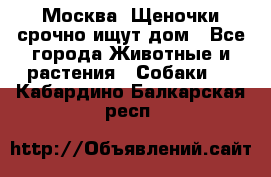 Москва! Щеночки срочно ищут дом - Все города Животные и растения » Собаки   . Кабардино-Балкарская респ.